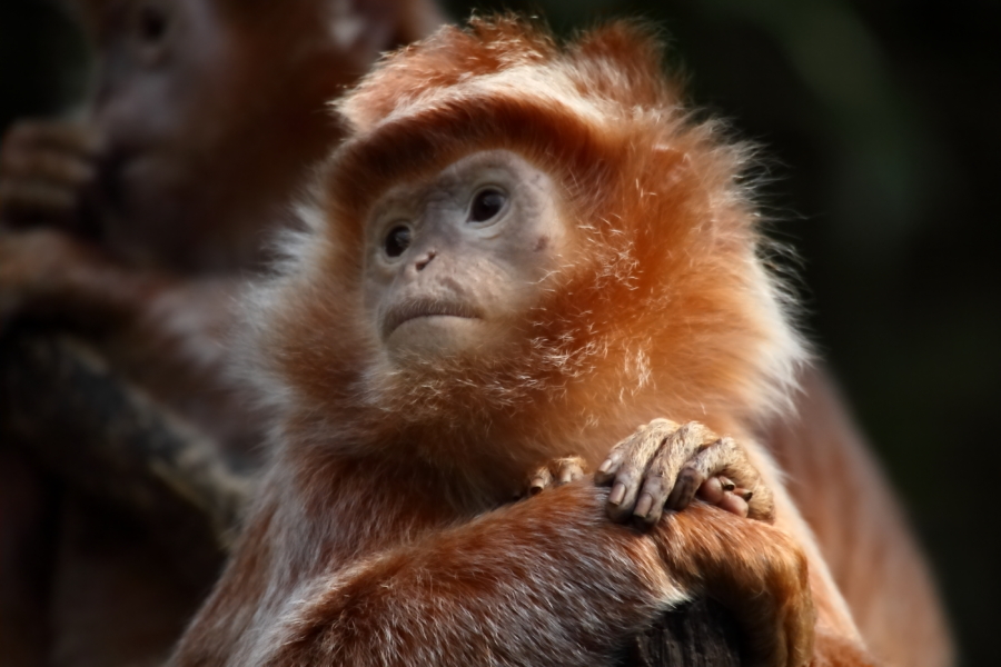 Bronx Zoo 2013